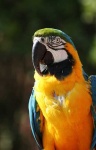 image of macaw