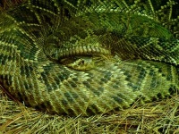 image of diamondback #23