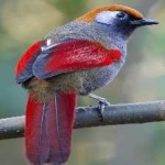 image of bird