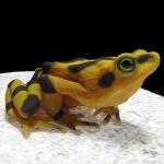 image of animal