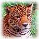 image of jaguar_car