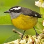 image of bananaquit #14