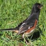 image of bird