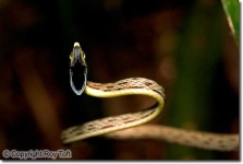 image of vine_snake