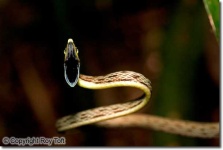 image of vine_snake #27