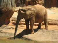 image of african_elephant