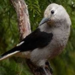 image of bird