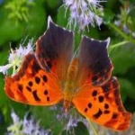 image of animal