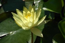 image of flower