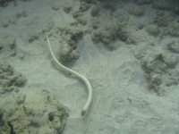 image of sea_snake
