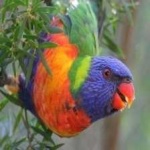 image of bird