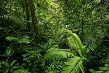 image of tropical_forest