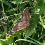 image of ringlet