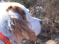 image of english_setter
