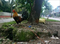 image of cock