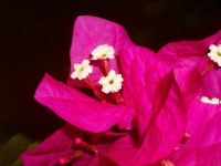 image of flower