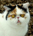 image of animal