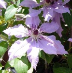 image of clematis #32