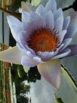image of water_lilly