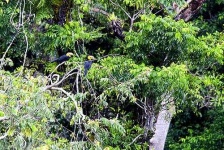 image of hornbill