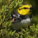 image of bird