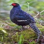image of bird