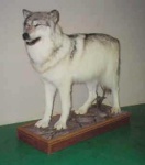 image of white_wolf #8