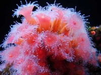 image of sea_anemone