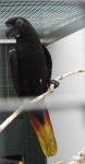 image of lory