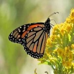 image of monarch #27
