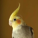 image of cockatiel