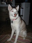image of siberian_husky