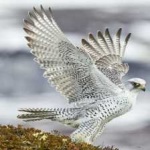 image of bird