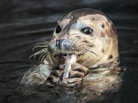 image of animal
