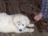 image of great_pyrenees