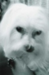 image of maltese_dog