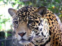image of jaguar_car