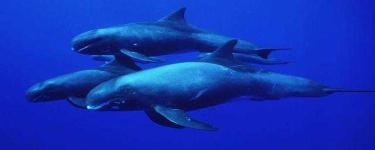 image of animal