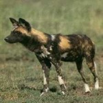 image of african_wild_dog #33