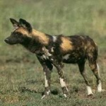 image of animal