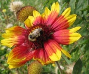 image of flower