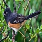 image of bird
