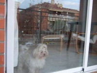 image of shih_tzu