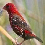 image of bird