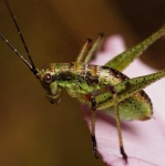 image of cricket