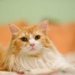 image of animal