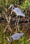 image of little_blue_heron