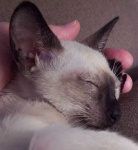 image of siamese_cat #28