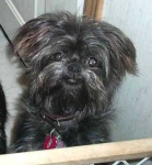 image of affenpinscher