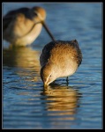 image of dowitcher